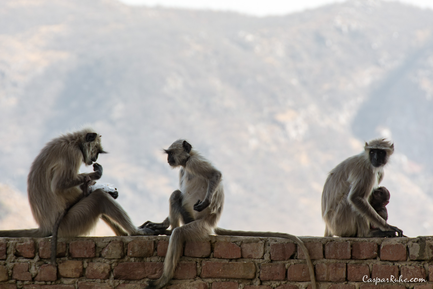 Langurs